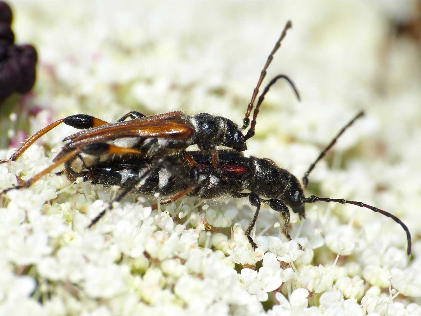 Stenopterus ater: accoppiamento